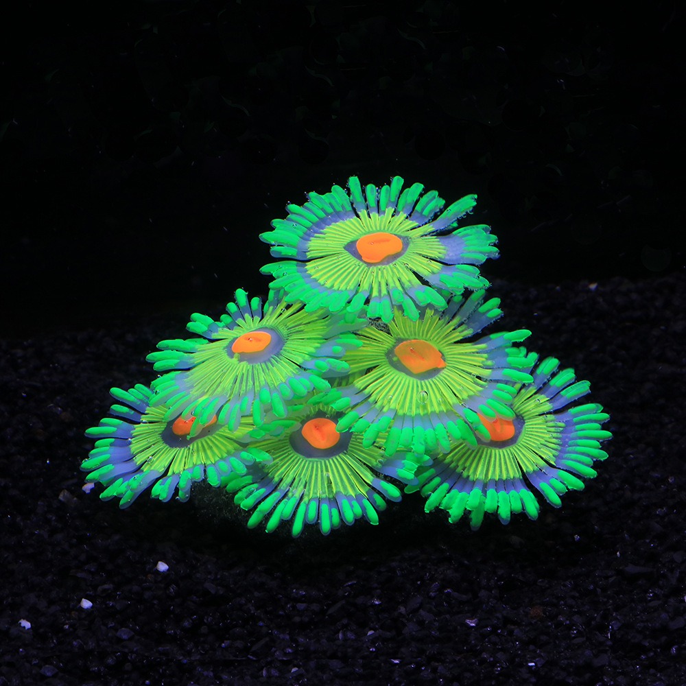 Décorations lumineuses souples - Marine Aquarium All In One avis et prix