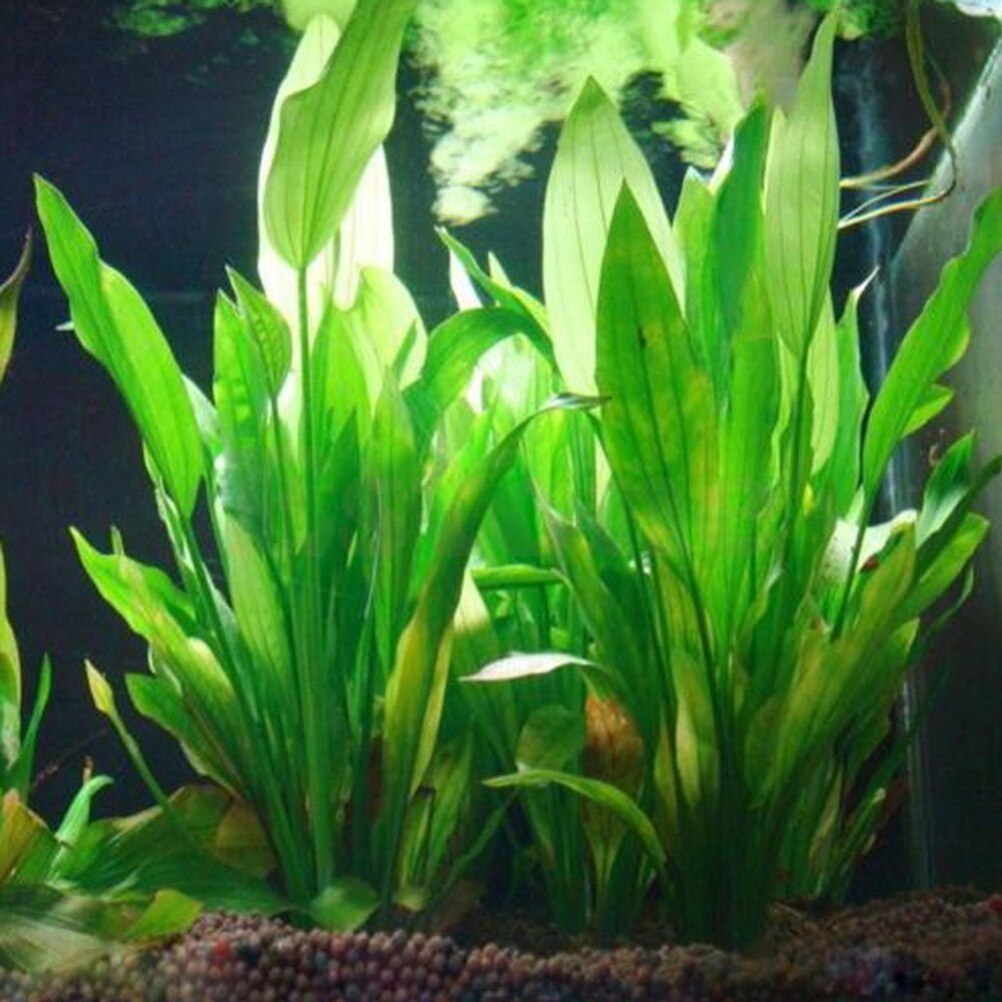 Plantes artificielles décorati - Marine Aquarium All In One avis et prix